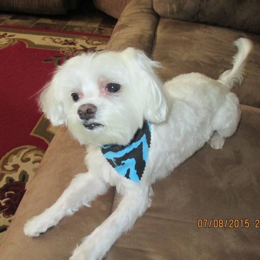 Meet your Posher, Patricia